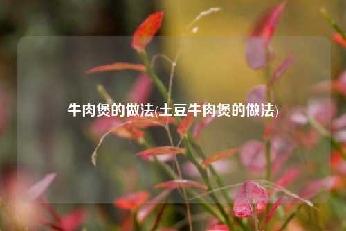 牛肉煲的做法(土豆牛肉煲的做法)